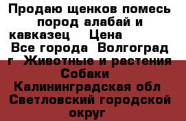 Продаю щенков помесь пород алабай и кавказец. › Цена ­ 1 500 - Все города, Волгоград г. Животные и растения » Собаки   . Калининградская обл.,Светловский городской округ 